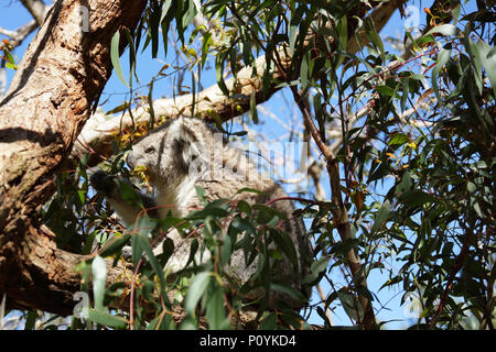 Hungrige Koala in der Mitte des Eukalyptus branchs im Australischen Phillip Island sitzen. Stockfoto