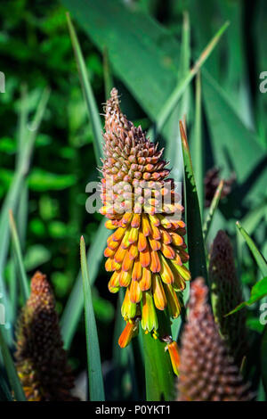 Stiel und Blüte der Kniphofia rooperi oder red-hot Poker der Familie aspodelaceae, typisch für Südafrika Stockfoto