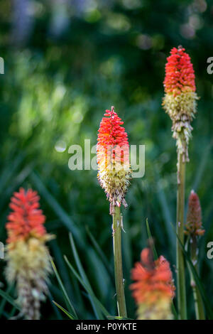 Stiele und Blüten von seltene rote Kniphofia rooperi bekannt auch als red-hot Poker der Familie Aspodelaceae Stockfoto