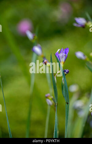 Auch die Nahaufnahme der Blüte, Stängel und Blätter von Sisyrinchium angustifolium, bekannt als Schmal-leaf Blue-eyed-Gras. aus der Familie der Iris (Iridaseae) Stockfoto