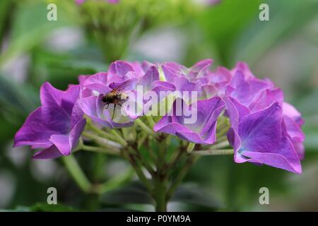 Violett gefärbt Hortensie Hortensie Blume in Nahaufnahme mit einem Insekten fliegen, brachycera Stockfoto