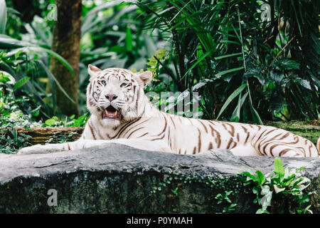 White Bengal Tiger im Zoo von Singapur in Singapur. Stockfoto