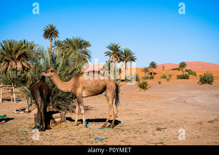 Zwei Kamele neben Palmen in der Sahara stehen Stockfoto