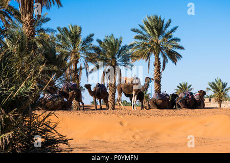 Viele Kamele unter Palmen in der Sahara ruhen Stockfoto