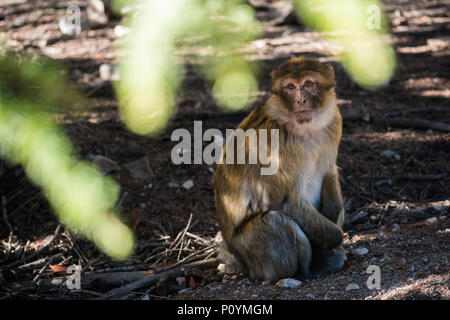 Barbary macaque Affen im Wald Stockfoto