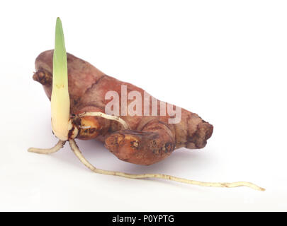 Baby Gelbwurz Anlage auf weißem Hintergrund Stockfoto