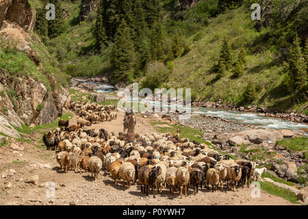 Die Schafe weideten in Grigorevka Schlucht, Kirgisistan Stockfoto