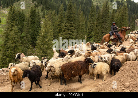 Die Schafe weideten in Grigorevka Schlucht, Kirgisistan Stockfoto