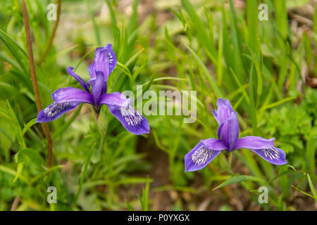 Iris Sibirica, Sibirische Schwertlilie Stockfoto