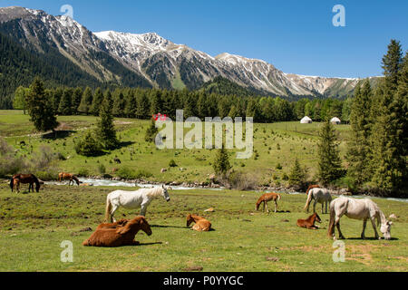 Pferd Landwirtschaft in Tal der Blumen, Jety Oguz Schlucht, in der Nähe von Karakol, Kirgisistan Stockfoto