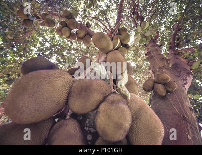 Jackfruit Baum voller Früchte. Bild mit Tiefenschärfe und Fokus auf Center. Stockfoto