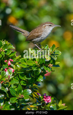 Bewick's Wren Thryomanes bewickii calophonus Victoria, Britisch Kolumbien, Kanada, 12. Mai 2018 Nach Troglodytidae Stockfoto