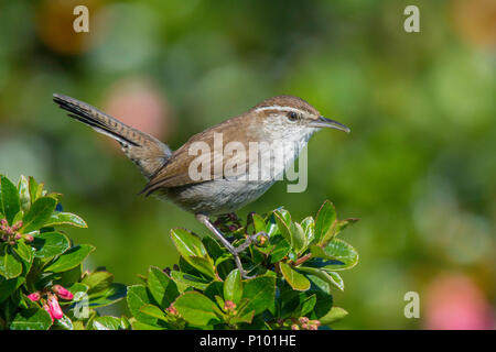 Bewick's Wren Thryomanes bewickii calophonus Victoria, Britisch Kolumbien, Kanada, 12. Mai 2018 Nach Troglodytidae Stockfoto