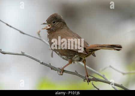 Fox Sparrow Passerella iliaca fuliginosa Ruby Beach, Washington, United States 17. Mai nach Emberizidae Stockfoto