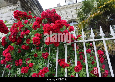 Schöne rote Rose Bush wild wachsen auf dem weißen Metall Zaun von einem Haus in das Tal der Loire, Frankreich Stockfoto