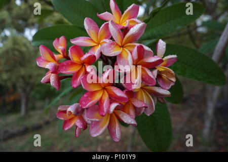 Regen fällt auf eine rosa Schöne frangipani Blüten in La Reunion, Frankreich Stockfoto