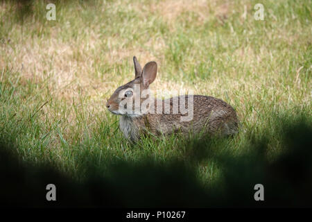 Junges Ostkottail-Kaninchen (Sylvilagus floridanus) auf Gras in Bellevue, WA, USA Stockfoto