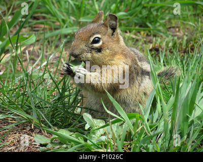 Cascade Golden-mantled Erdhörnchen (Spermophilus saturatus) Close-up Portrait Stockfoto