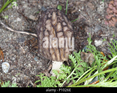 Wilden schwarzen Morel Pilz (höchstwahrscheinlich) Morchella brunnea im Zentrum von Washington State, USA Stockfoto