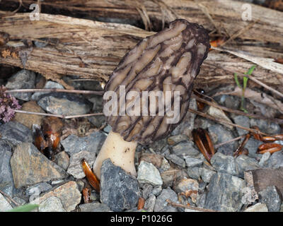 Wilden schwarzen Morel Pilz (höchstwahrscheinlich) Morchella brunnea im Zentrum von Washington State, USA Stockfoto