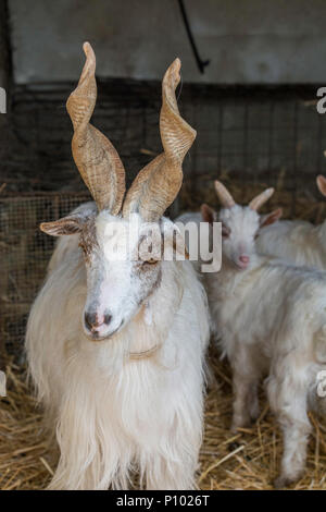 Kleine Ziege und Schwein Bauernhof, Menfi, Sizilien, Italien Stockfoto