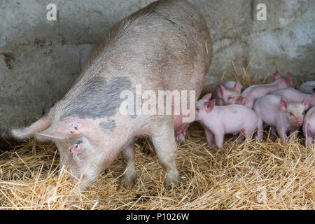 Kleine Ziege und Schwein Bauernhof, Menfi, Sizilien, Italien Stockfoto