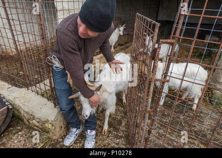 Kleine Ziege und Schwein Bauernhof, Menfi, Sizilien, Italien Stockfoto