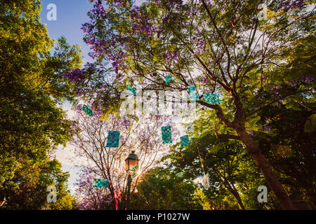 Blühende Bäume von Jacaranda im Park Vivieros in der Pre-Stunden. Valencia, Spanien Stockfoto