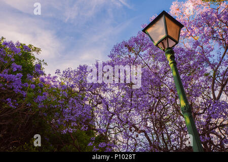 Blühende Bäume von Jacaranda im Park Vivieros in der Pre-Stunden. Valencia, Spanien Stockfoto