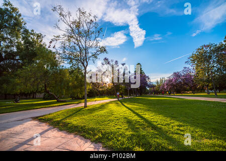 Blühende Bäume im Park an der Mündung des Flusses Turia im Pre-Stunden. Valencia, Spanien Stockfoto