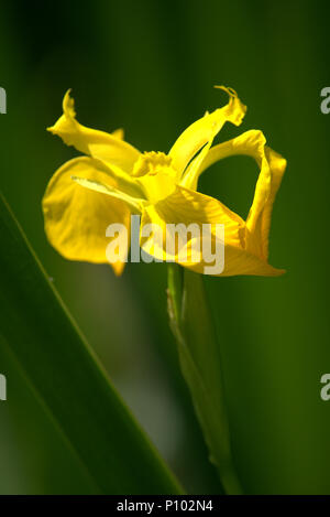 Gelbe Flagge iris Stockfoto