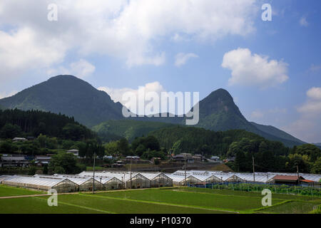 Zeilen von Gewächshäusern, zwischen grünen überfluteten Reisfeldern und die beeindruckende Bergkette Stockfoto