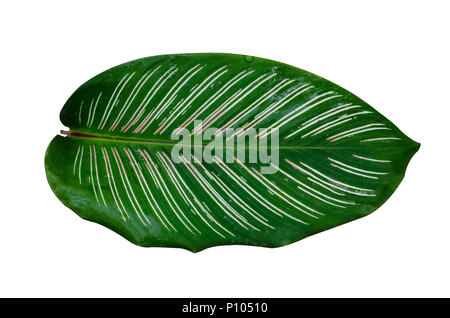 Blätter Calathea ornata Pin Stripe Hintergrund weiß isolieren Stockfoto