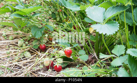 Erdbeeren im Garten Stockfoto
