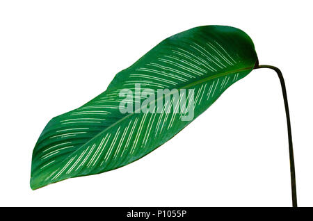 Blätter Calathea ornata Pin Stripe Hintergrund weiß isolieren Stockfoto
