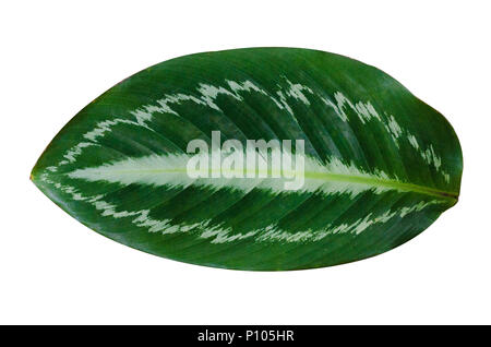 Blätter Calathea ornata Pin Stripe Hintergrund weiß isolieren Stockfoto