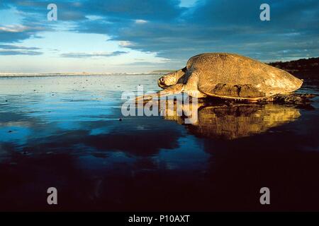 Original Film Titel: DEEP BLUE. Englischer Titel: DEEP BLUE. Film Regie: ANDY BYATT, Alastair Fothergill. Jahr: 2003. Quelle: BBC/Album Stockfoto