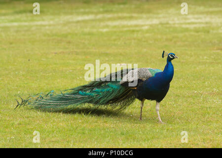 Peacock, auch indische Pfau oder Blauer Pfau (Pavo cristatus) auf der Insel Brownsea, Dorset, Großbritannien genannt Stockfoto