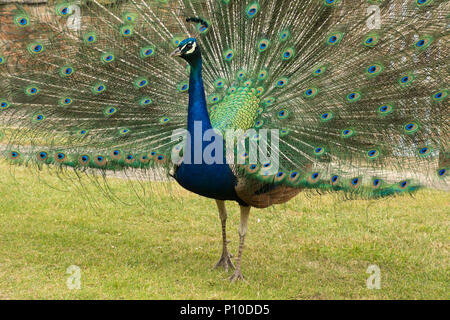 Peacock, auch indische Pfau oder Blauer Pfau (Pavo cristatus) auf der Insel Brownsea, Dorset, Großbritannien genannt. Männliche mit aufgefächerten Schwanzfedern. Stockfoto