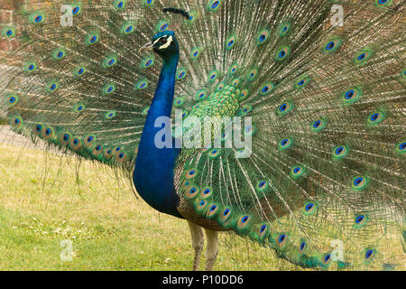 Peacock, auch indische Pfau oder Blauer Pfau (Pavo cristatus) auf der Insel Brownsea, Dorset, Großbritannien genannt. Männliche mit aufgefächerten Schwanzfedern. Stockfoto