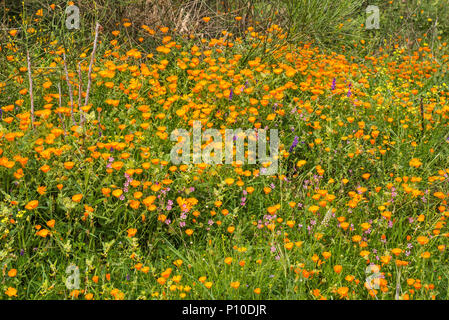 Bereich der Tagetes (Calendulas), blüht im April an der Straße 183, Nationalpark Aspromonte, in der Nähe von San Lorenzo, Kalabrien, Italien Stockfoto