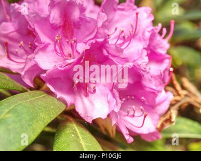 Reich Rosa Azalee (Rhododendron) Busch oder Strauch und Blätter in den japanischen Garten. Saison der Blüte lila Azaleen Stockfoto