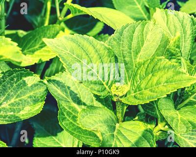 Grüne Blätter der Hortensie mit Regentropfen. Ansicht von der Seite. Frühling Blumen auf Zweig mit grünen Blättern. Gartenbau und Floristik bush Viburnum in Garde Stockfoto