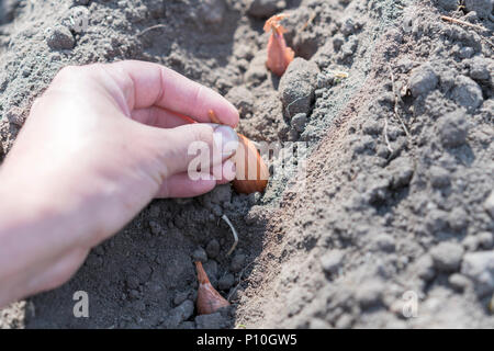 Hand der Bäuerin seeding Zwiebeln im Gemüsegarten, in der Nähe der Hand pflanzen Samen im Boden, beschnitten und Nahaufnahme. Stockfoto