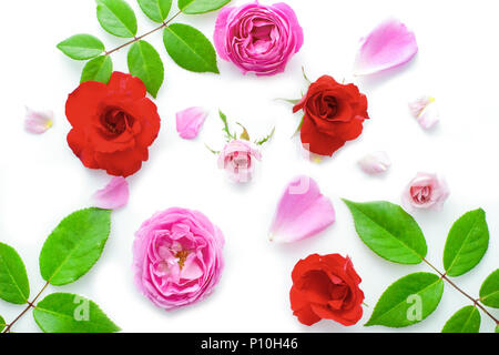 Florales Muster aus rosa und rote Rosen, grüne Blätter, Zweige auf weißem Hintergrund, Ansicht von Oben, florales Muster, Blumen muster textur Rosenblätter. Stockfoto