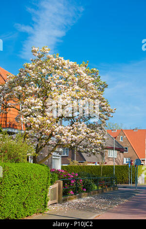 Blühende Bäume auf der Straße von Europa. Schönen Frühling. Blue Sky. Reisen. Stockfoto