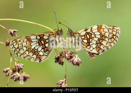 Zwei atemberaubenden seltene Heide Fritillaryschmetterling (Melitaea athalia) auf das Säen Gras, einander in einem Waldgebiet Clearing. Stockfoto