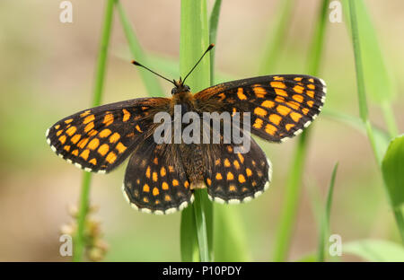 Eine schöne seltene Heide Fritillaryschmetterling (Melitaea athalia) hocken auf einem Grashalm im Wald. Stockfoto