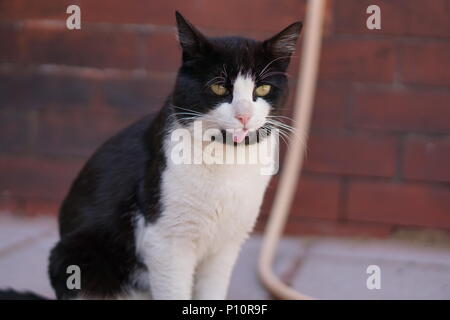 Schwarze & Weiße Katze seine Zunge heraus Stockfoto