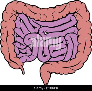 Darm Darm Magen-darm-Diagramm Stock Vektor